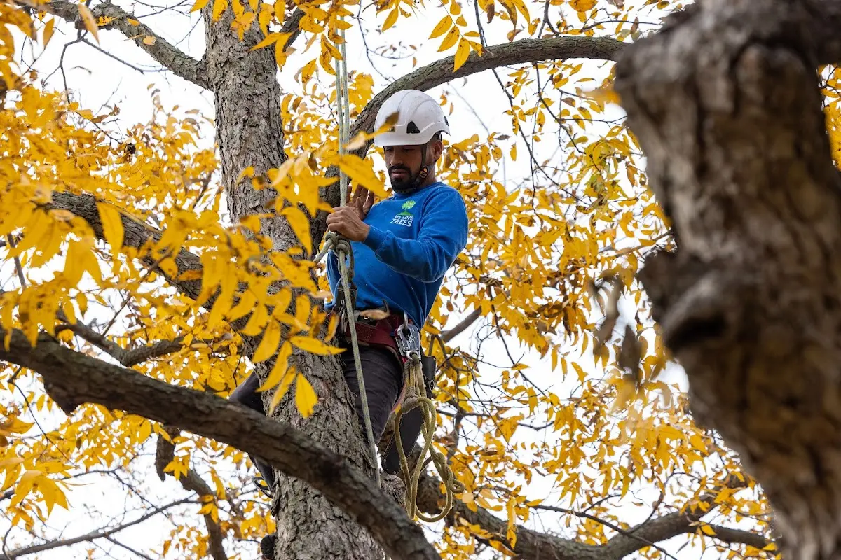 Skilled Emergency Tree Service crew working in Goodwin